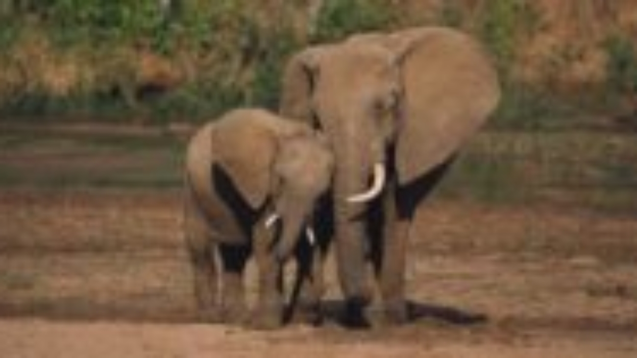 Elephant_love