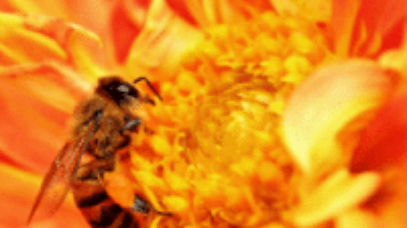 HoneyBee_250x250