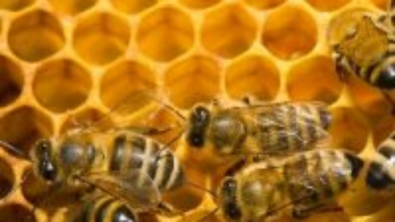 Honeybee_hive