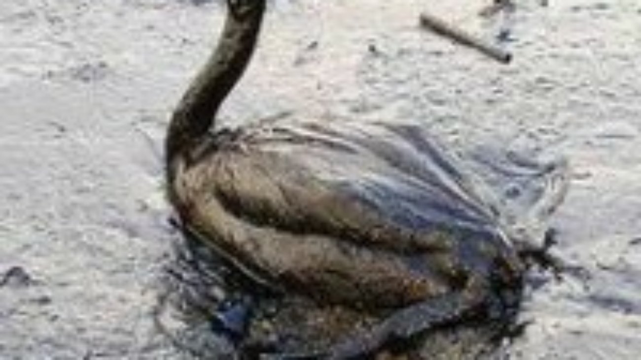 Oil-Spill-Bird-thumb-360x270-16392