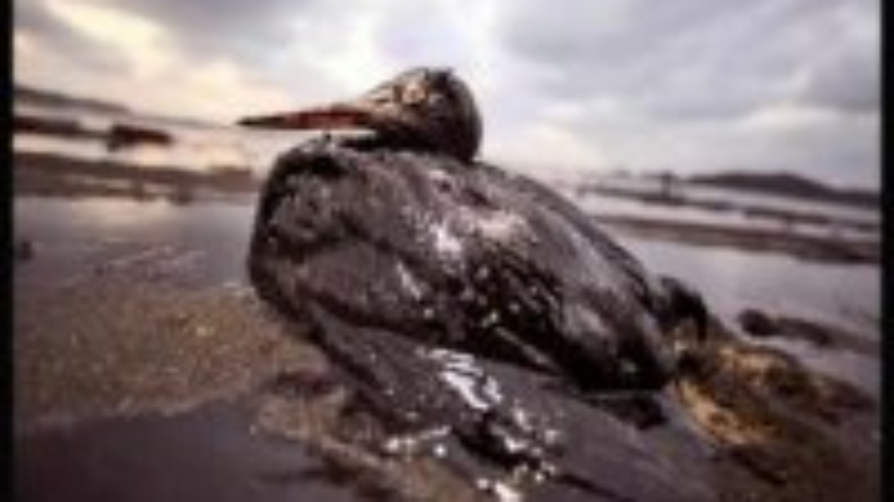 oilbird3