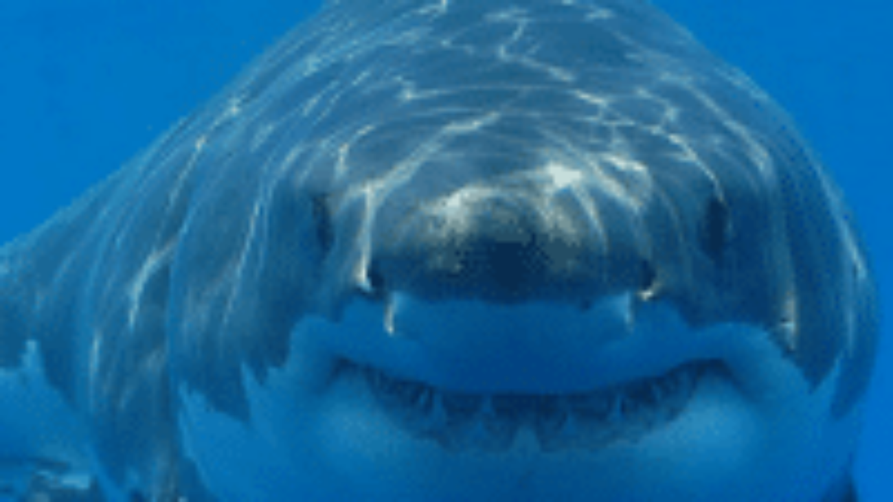 shark_300x300