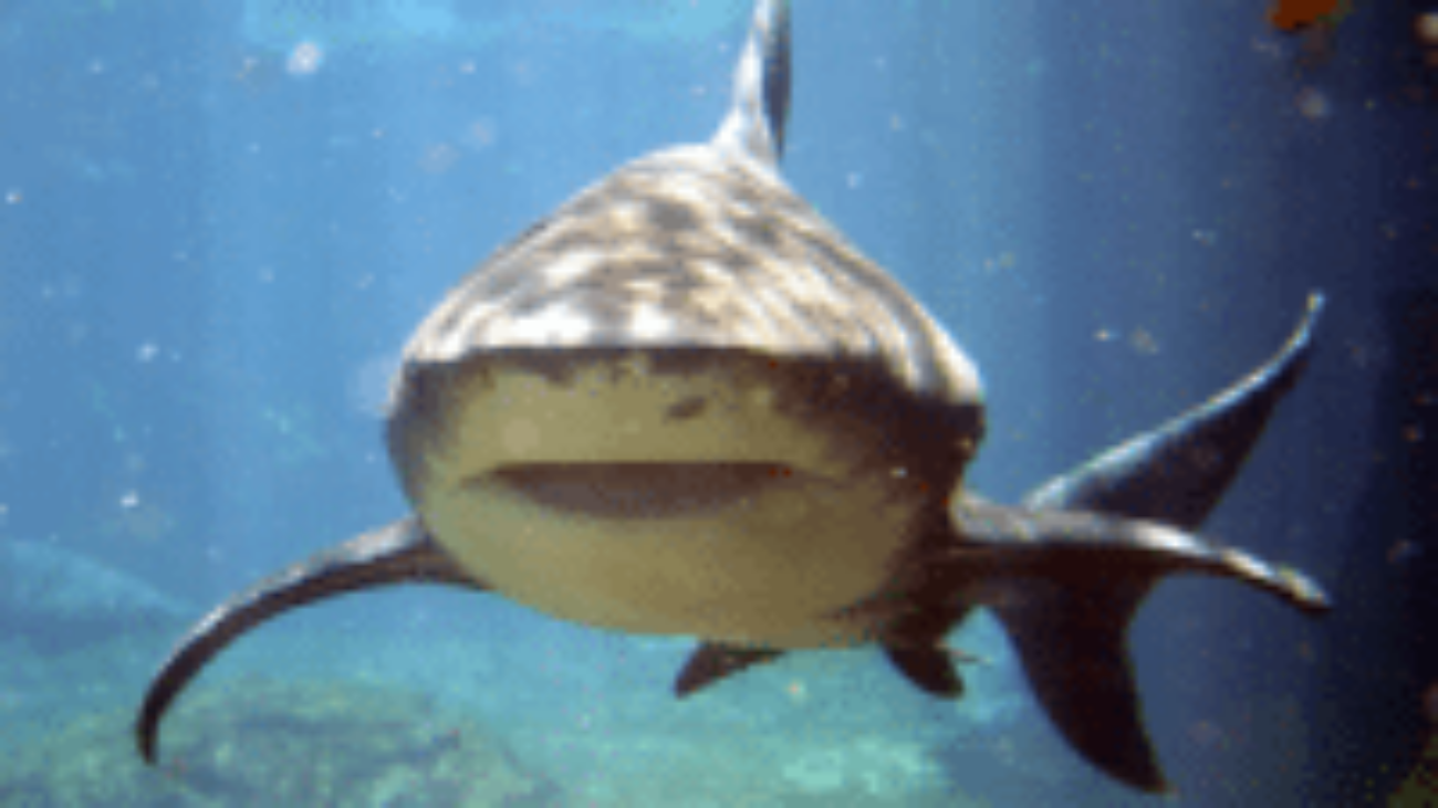 smiling_shark_2