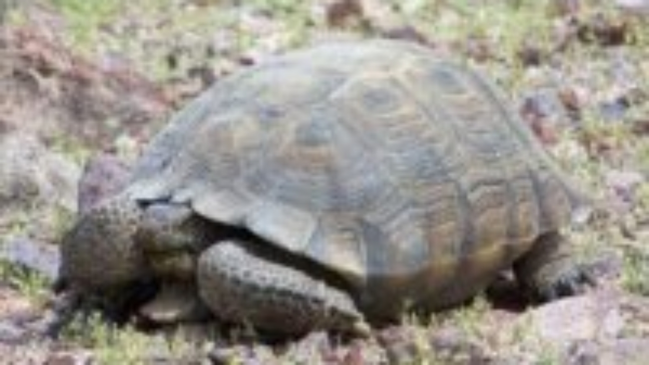 tortoise