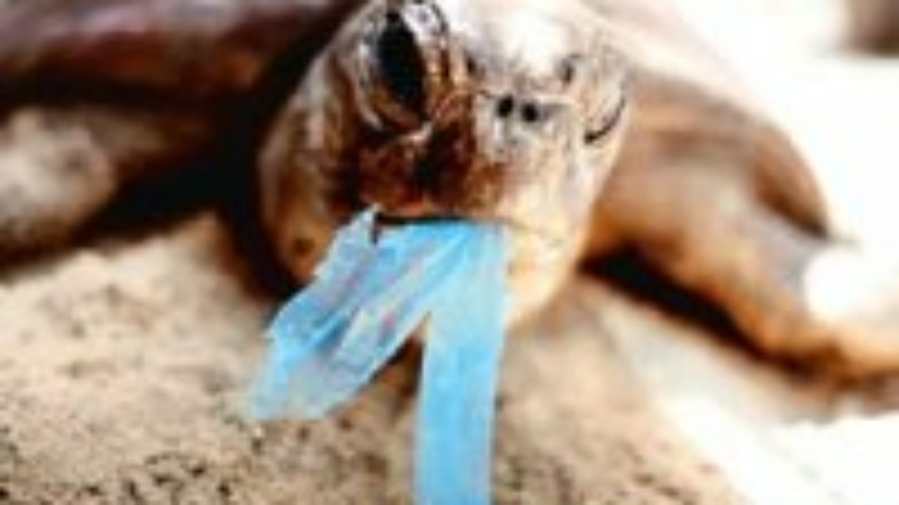 turtle_eating_plastic_1