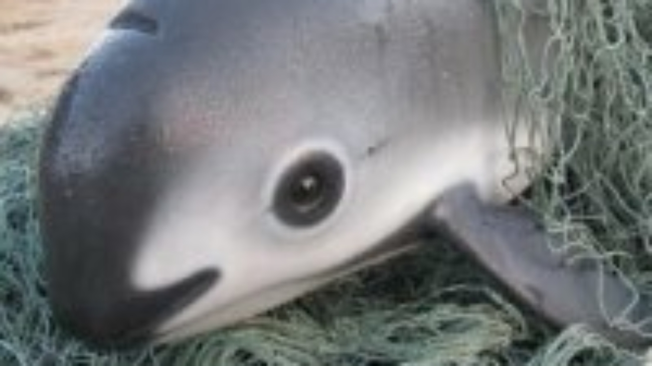 vaquita